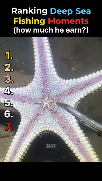 From $45 to $18,000: Ranking Every Deep Sea Catch #FishingLife