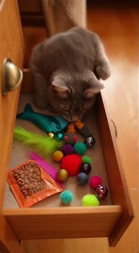 System Controlled By Cat! 🐱💻 Hacker Kitty Takes Over #FunnyCats #OrangeCat #HackerCat