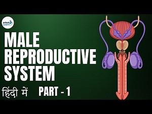 Reproduction - Lesson 23 | Male Reproductive System - in Hindi (हिंदी में ) | Don't Memorise