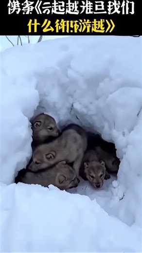 "You Won’t Believe What This Wolf Did Inside a Cabin!"