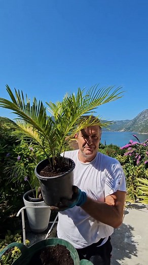 Za presađivanje Cikas palme (Cycas revoluta) koristite saksiju malo veću od prethodne. Substrat treba da bude propustan – idealna je mešavina kvalitetne zemlje, peska i perlita. Prilikom presađivanja pazite da ne oštetite koren jer je osetljiv. Nakon presađivanja umereno zalivanje. . #cikas #cycas #cycasrevoluta #presađivanje #plantagenije | Dejan Dragićević Prva Bašta Srbije