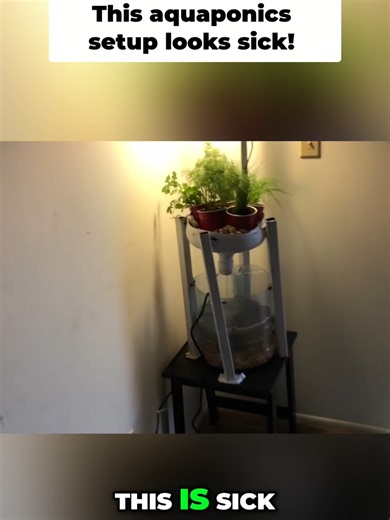 Home made aquaponics setup looks and works great. Look how lush the vegitables are!