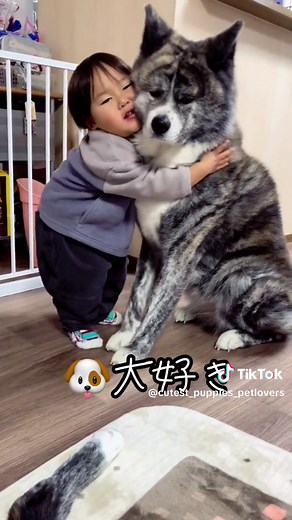 秋田犬と赤ちゃんのかわいい瞬間🐶