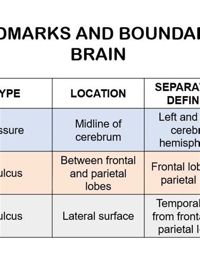 NeuroSci Recall Major Landmarks and Boundaries of the Brain #LandmarksBrain #BoundariesBrain #Fissure #Gyrus #Cortex #Region # #MedRecall #QuickRecall #MedLife #MedStudent #Medicine #NeuroSci #NeuroScience