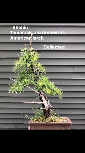 Tamarack, also known as American larch (Larix laricina), is a deciduous conifer native to North America that is unique for shedding its needles in the fall. It typically grows in cold, wet habitats like swamps and bogs, reaching heights of 40 to 70 feet. The tree is characterized by its soft, bright green needles that turn a golden yellow before dropping, and its rough, reddish-brown bark #lakesidebonsai #michiganshohinbonsai #bonsailife #bonsai #shohinbonsai #bonsailifestyle #bonsaitree #jappan