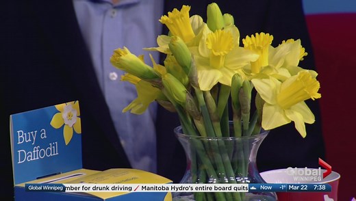 Canadian Cancer Society’s Daffodil Month