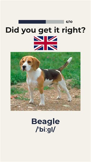 Can You Name These 10 Dog Breeds? | English Vocabulary Quiz