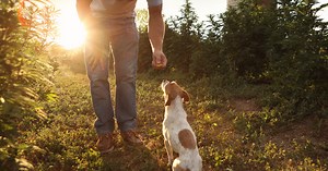 Bovine Colostrum for Pets: Benefits, Research, & More