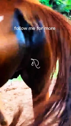 Understanding Horse Breeding: Stallions and Mares