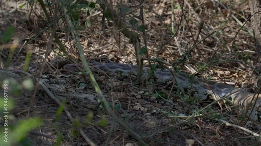 Indian Rock Python descending into burrow opening surrounded by dry forest grass.