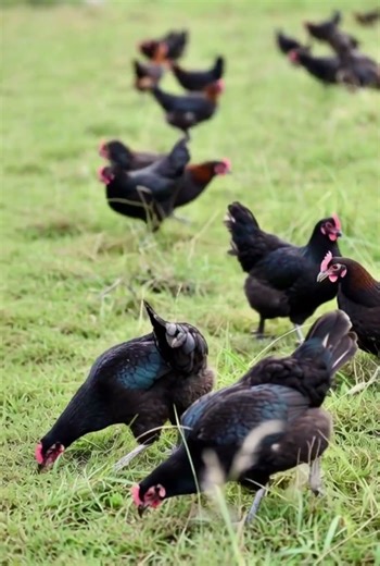 the indigenous H’Mong chicken of Vietnam. #chickens
