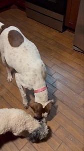 Our Momma Dog Ellie is about to burst at the seams… please consider donating some food for her and all our other wonderful pups 🐶 https://www.amazon.com/hz/wishlist/ls/32FA646B0AW07?ref_=wl_share https://www.chewy.com/g/florida-pointer-rescue_b105618281 | Florida Pointer Rescue