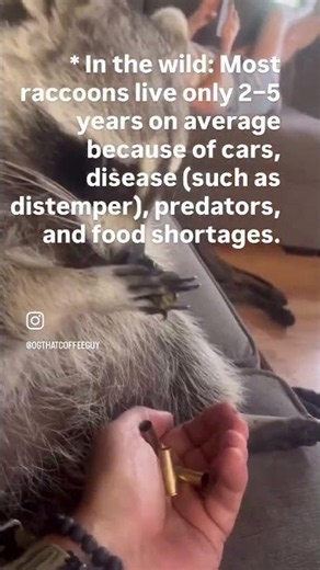 Life expectancy of raccoons #raccoon #cute #education #facts #wildlife