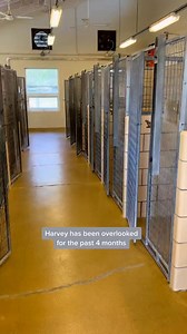 182K views · 7K reactions | Harvey is 7 month old Mountain Cur! All his info is listed on th #rescuedog #adoption #servicedog #USA #american #dog | Mister Beanito | Facebook