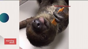 This baby sloth is guaranteed to put a smile on your face. (From Morning Dose TV) | Dose