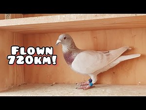 720km Pigeon Race - Sydney Australia
