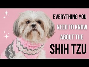All about the Shih Tzu