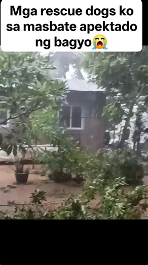 5.4K views · 219 reactions | Please include nyu po sa panalangin mga rescue dogs sa masbate sila nanay at tatay.mga senior na ng aalaga sa mga rescue dogs namingrabe bagyo ngayon duon #foryoupagereels #animalcrueltyisacrime #animalcrueltyawareness #independentrescuer #animalworld #dogsoffacebook #catsoffacebook #rescuecat #rescuedog #BeAResponsiblePetOwner | Aspin Puspin Balay Talatapan | Facebook