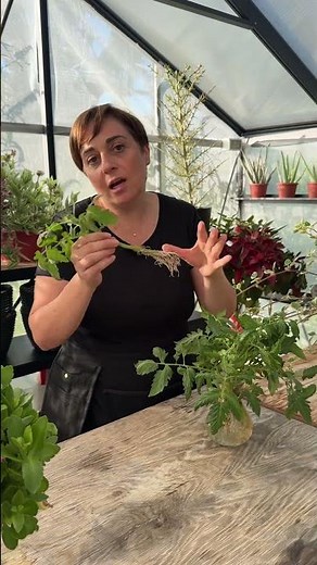 CREARE NUOVE PIANTE DI POMODORI DALLE FEMMINELLE - Fatto in Casa da Benedetta