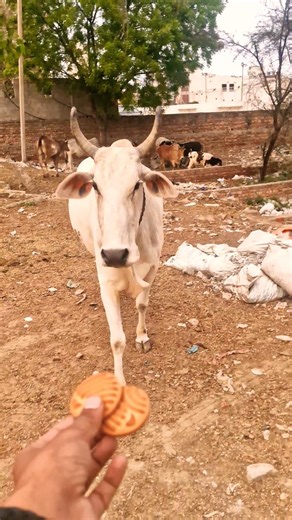 Pet ❤️ Friends: Calf & Golden Retriever Share a Bread! 🐮🐶 #shorts​ #animalfriendship​