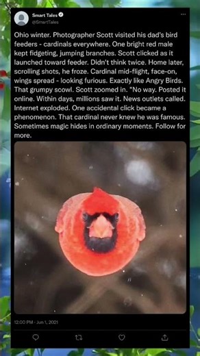 The Internet’s Favorite Bird Doesn’t Even Know 🐦💙 #Wholesome #Viral