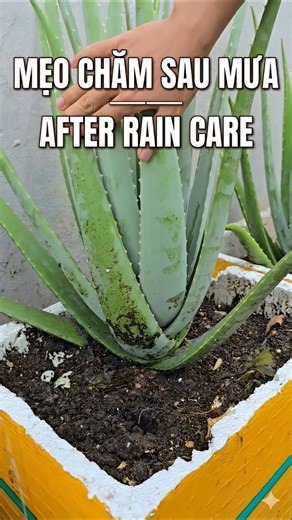 Save your plants after the rain