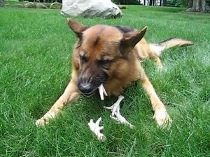 RAW Basics - Raw Dog Food (chicken feet)