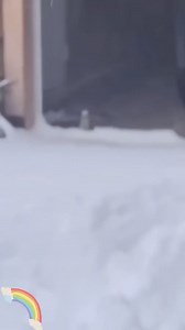 Turns out it's a spirited little creature. #stoat #animal #adorable #shortvideo | Phenomenal world