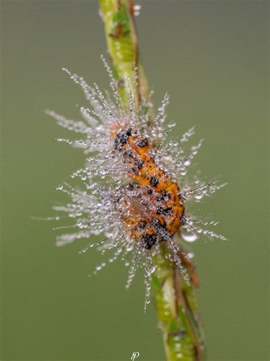Macro photography 🐛🫧 Sony a6400 • Sony 90mm f/2.8 macro . . #Sony #sonyalpha #macro #macrophotography #nature