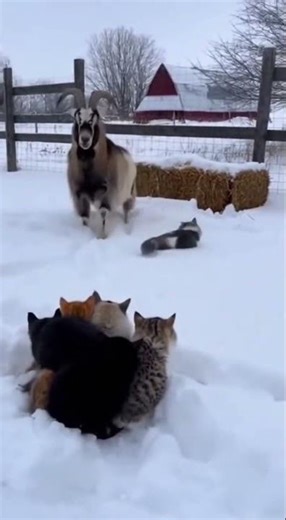 🐐😹 Goat Gets Scared By Sneaky Cat! #FunnyAnimals #Cats #Goats