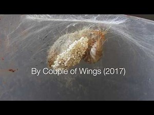 Brief life of female Tussock Moth (Orgyia Postica)