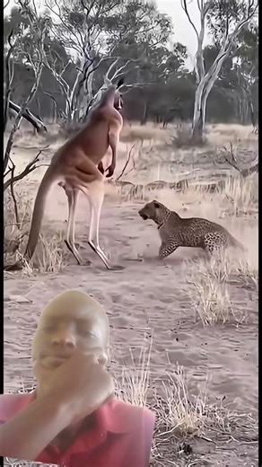 kangaroo vs leopard fight kangaroo 🦘 🐆#shorts #wildlife