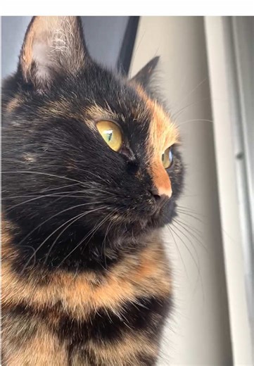 Human Watching🐱 #eevee #tortie #tortoiseshellcat #meow #creatorsearchinsights