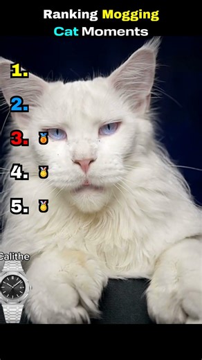 Ranking The Best Mogging Cats #MoggingCats #SigmaCat #FunnyCats #CatMemes