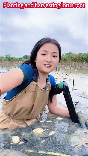 Fresh Lotus Root Harvest, Easy and Juicy