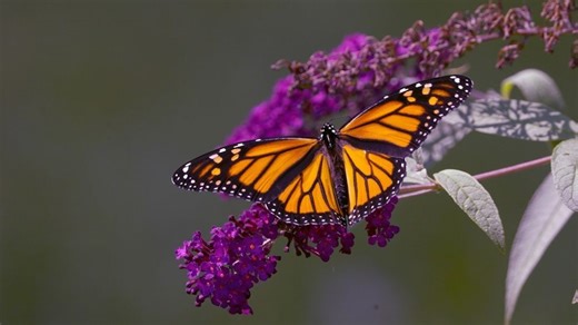 Monarchs begin 3,000-mile migration as conservation efforts expand in SC