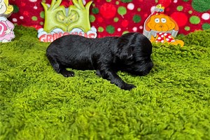 Ericson - Havapoo Puppy 052D1E