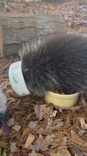 These two porcupines know what they want for dinner and they will look through a dish of food to find it. No Romaine or apple served tonight, then corn and banana it is. We offer a varied diet of two types of dry rodent blocks, fresh vegetables and fruit, and branches to chew. Hemlock is a favorite. ❤️🐾 #millstonewildlife #nhwildlife #wildlife #animals #wildliferehabilitation #windhamnh #nhrehabilitation #nhanimals #wildliferehab #wildliferehabber #nature #rehabrelease #porcupine #porcupines #a