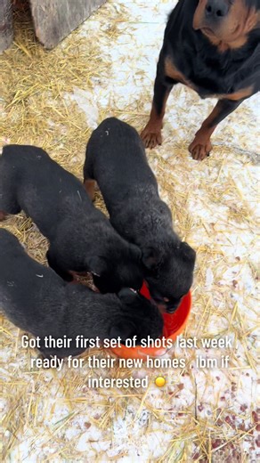 olcn7thgenlivestreaming (@olcn7thgenlivestreaming)’s videos with original sound - olcn7thgenlivestreaming