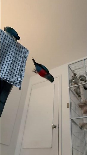 Crimson Bellied Conure Parrot Flying in Slow Motion #parrots #conure #slowmo #slowmotion