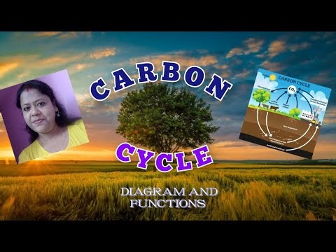 The carbon cycle || How to draw carbon cycle || Easy diagram of carbon cycle