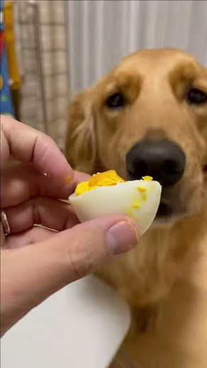 ゆでたまごを頬張る可愛すぎるゴールデンレトリバーよもぎ