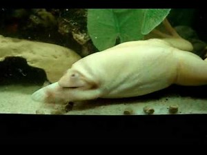 Greedy african clawed frogs making piggies of themselves!