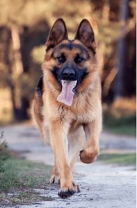 Dogs as Pets: The German Shepherd Dog