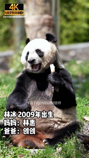 Panda "Lin Bing" #panda #pandalife #cute #cutepanda #cutepandavideo #funny