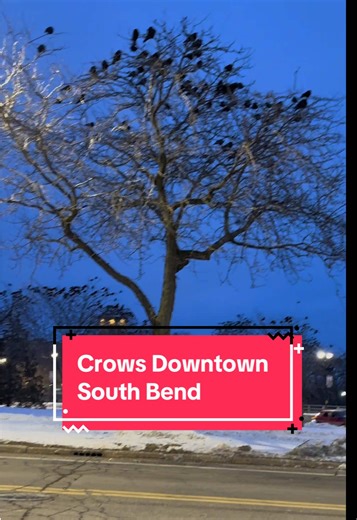What’s up with all these crows in downtown South Bend? #southbend #mishawaka #birds #crows #granger