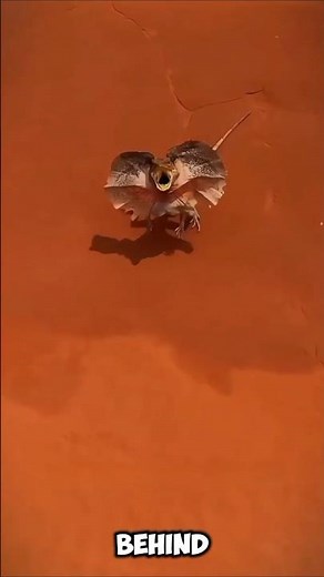 Australia's Neck Lizard: The Master of Disguise