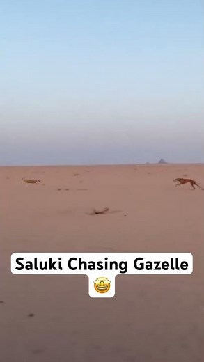 Saluki Dog Chasing Gazelle in the Desert!