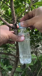 EP4 #youtubeshort#shorts #shortfeeds #gardeningtips #bonsai #gardening #plantlover #diygardening