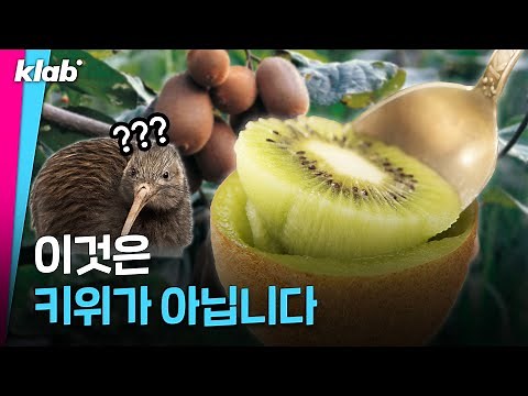 🥝 당신이 먹었던 키위의 충격적인 진실(?) 🥝｜크랩